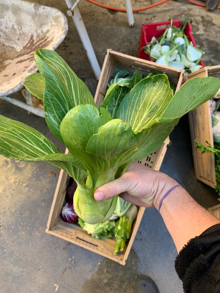 Semi Di Pak Choi Canton - Varietà Antica Cimelio - 500+ Semi 2021 - Ohio Heirloom Seeds - Foto 2